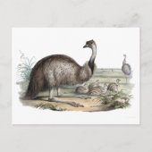 エミュ ポストカード (正面)