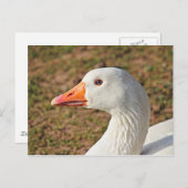 エムデン・グースのポストカード ポストカード (正面/裏面)