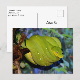 エメラルドツリーボアヘビ ポストカード