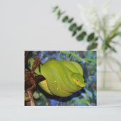 エメラルドツリーボアヘビ ポストカード (スタンド正面)