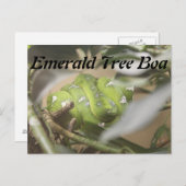 エメラルドツリーボア# 1 ポストカード (正面/裏面)