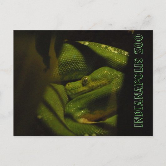 エメラルドツリーBoaインディ動物園の写真 ポストカード (正面)