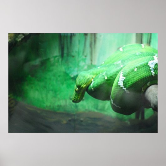 エメラルドボア ポスター (正面)