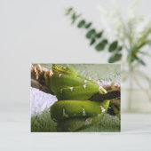 エメラルドボア ポストカード (スタンド正面)