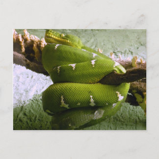 エメラルドボア ポストカード