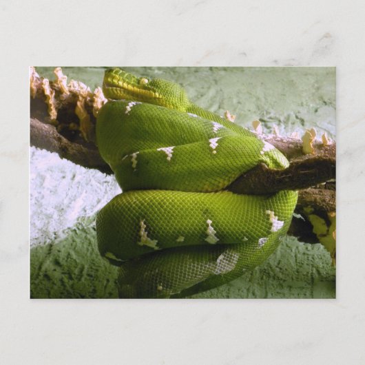 エメラルドボア ポストカード (正面)