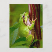 エメラルド抱擁 ポストカード (正面)