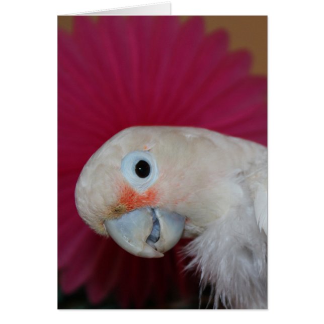 エラピンクノート (正面)