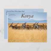 エランド・マサイ・マラ国立保護区ケニアの群れ ポストカード (正面/裏面)
