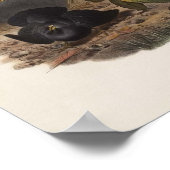 エリオット諸島 – チロヒヌスビオリアセウス – サテンのボーア – バード ポスター (角)