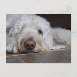 エリオット ポストカード