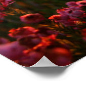 エリカレンジポスター – 開花が根付いた場所 ポスター (角)