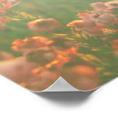 エリカレンジポスター – 開花が根付いた場所 ポスター (角)