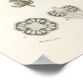 エリカ・アルデンス - あなたのエリカへのギフト ポスター (角)