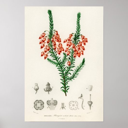 エリカ・アルデンス - あなたのエリカへのギフト ポスター (正面)