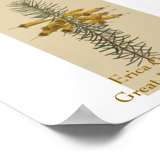 エリカ・グランディフローラ。花素晴らし咲きヒース ポスター (角)