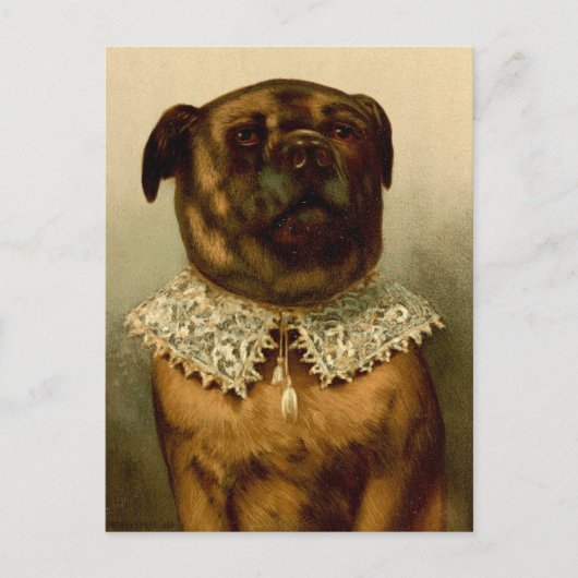 エリザベス朝のカラー衣裳はがき内の犬 ポストカード (正面)