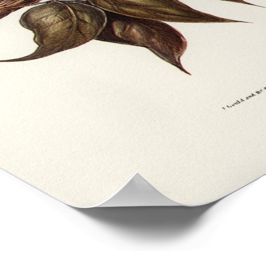 エリザベス・グールドによるブックフクロウ ポスター (角)