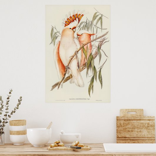 エリザベス・グールドによるリードビーターのコカトゥー ポスター (キッチン)