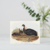 エリザベス・グールドによる1回の未決のカスコアリー ポストカード (スタンド正面)