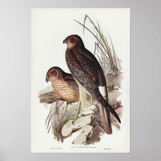 エリザベス・グールドのアライド・ハリアー ポスター (正面)