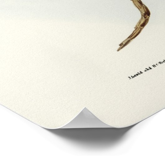 エリザベス・グールドの斑点フクロウ ポスター (角)