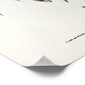 エリザベス・グールドの黒焼きヒメコンドル ポスター (角)