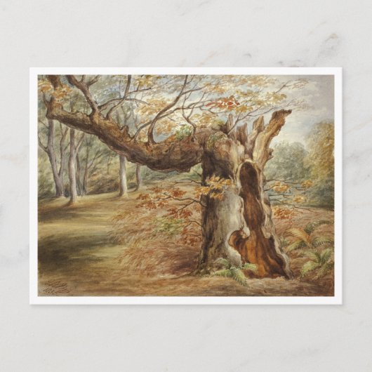 エリザベス・マレーによる腐れ木 ポストカード (正面)