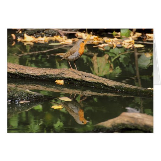 エリタカスルベクラ (正面横)