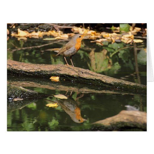 エリタカスルベクラ (正面横)