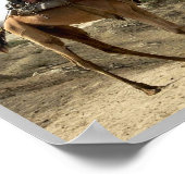 エリトリア – ラクダ –  ポスター (角)