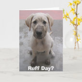 エリマキシギ日か。 カード (黄色い花)