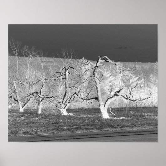 エリーアップルツリーズ自然プリント ポスター (正面)