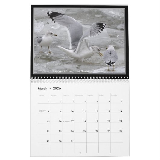 エリー湖の壁掛けカレンダーのカモメ カレンダー (3月 2026)