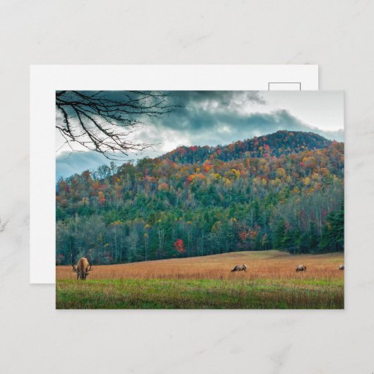 エルクのあるノースカロライナの風光明媚な草原 ポストカード (正面/裏面)