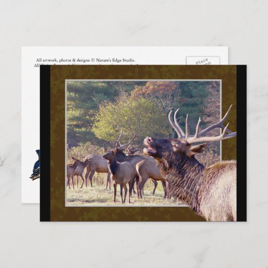 エルクの群れはがき2 ポストカード (正面/裏面)