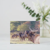 エルクの群れはがき ポストカード (スタンド正面)