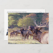 エルクの群れはがき ポストカード (正面/裏面)