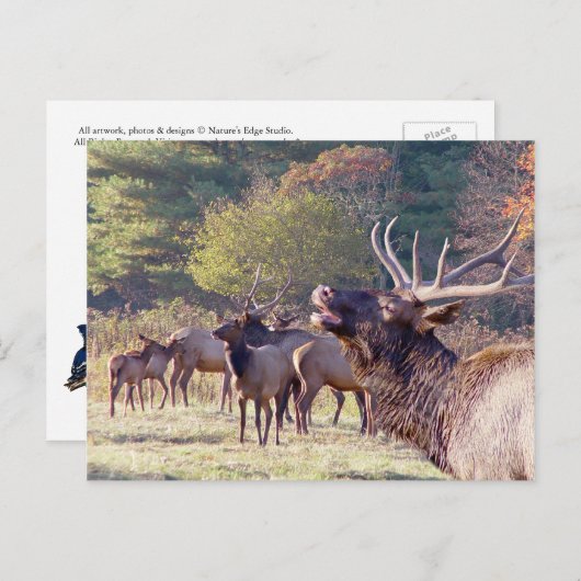 エルクの群れはがき ポストカード (正面/裏面)