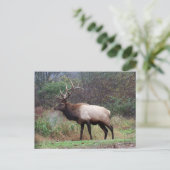 エルクはがき ポストカード (スタンド正面)