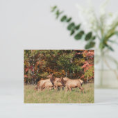 エルクはがき ポストカード (スタンド正面)