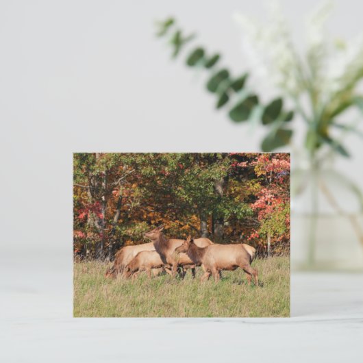 エルクはがき ポストカード (スタンド正面)