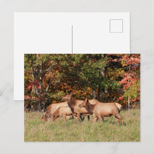 エルクはがき ポストカード (正面/裏面)