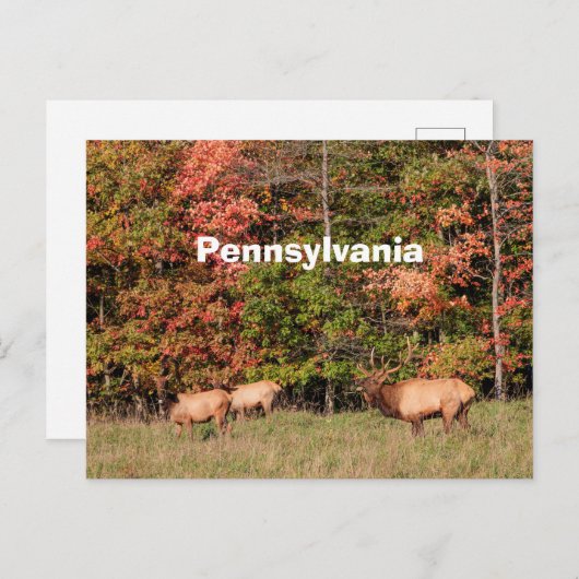 エルクはがき ポストカード (正面/裏面)