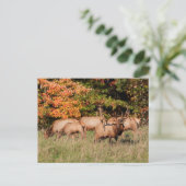 エルクはがき ポストカード (スタンド正面)