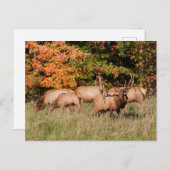 エルクはがき ポストカード (正面/裏面)