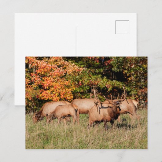 エルクはがき ポストカード (正面/裏面)