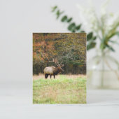 エルクはがき ポストカード (スタンド正面)