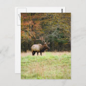 エルクはがき ポストカード (正面/裏面)