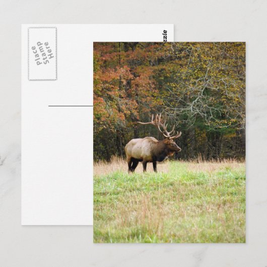 エルクはがき ポストカード (正面/裏面)